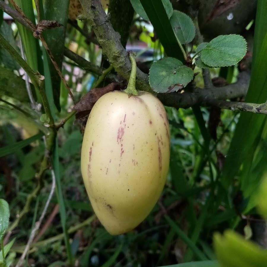 Granja Agroecológica Santa MÓNICA
